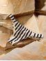 Cia.Maritima_Still_IN260183--1-